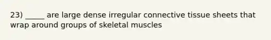 23) _____ are large dense irregular connective tissue sheets that wrap around groups of skeletal muscles