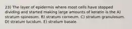 23) The layer of epidermis where most cells have stopped dividing and started making large amounts of keratin is the A) stratum spinosum. B) stratum corneum. C) stratum granulosum. D) stratum lucidum. E) stratum basale.