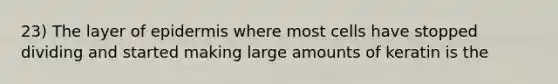 23) The layer of epidermis where most cells have stopped dividing and started making large amounts of keratin is the