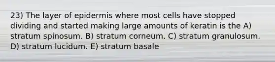 23) The layer of epidermis where most cells have stopped dividing and started making large amounts of keratin is the A) stratum spinosum. B) stratum corneum. C) stratum granulosum. D) stratum lucidum. E) stratum basale