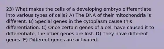 23) What makes the cells of a developing embryo differentiate into various types of cells? A) The DNA of their mitochondria is different. B) Special genes in the cytoplasm cause this differentiation. C) Once certain genes of a cell have caused it to differentiate, the other genes are lost. D) They have different genes. E) Different genes are activated.