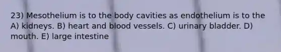 23) Mesothelium is to the body cavities as endothelium is to the A) kidneys. B) heart and <a href='https://www.questionai.com/knowledge/kZJ3mNKN7P-blood-vessels' class='anchor-knowledge'>blood vessels</a>. C) urinary bladder. D) mouth. E) large intestine