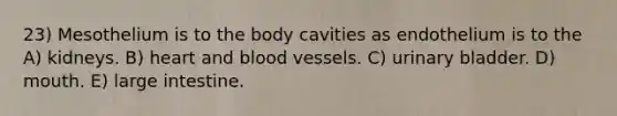 23) Mesothelium is to the body cavities as endothelium is to the A) kidneys. B) heart and blood vessels. C) urinary bladder. D) mouth. E) large intestine.