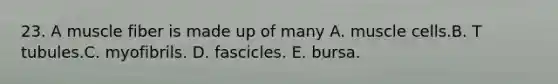 23. A muscle fiber is made up of many A. muscle cells.B. T tubules.C. myofibrils. D. fascicles. E. bursa.