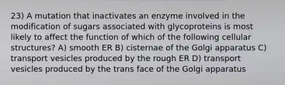 23) A mutation that inactivates an enzyme involved in the modification of sugars associated with glycoproteins is most likely to affect the function of which of the following cellular structures? A) smooth ER B) cisternae of the Golgi apparatus C) transport vesicles produced by the rough ER D) transport vesicles produced by the trans face of the Golgi apparatus