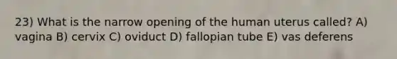 23) What is the narrow opening of the human uterus called? A) vagina B) cervix C) oviduct D) fallopian tube E) vas deferens