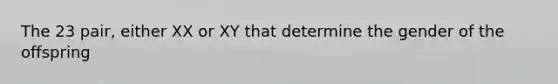 The 23 pair, either XX or XY that determine the gender of the offspring