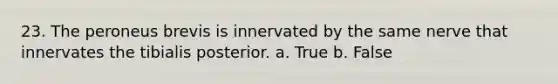 23. The peroneus brevis is innervated by the same nerve that innervates the tibialis posterior. a. True b. False