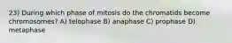 23) During which phase of mitosis do the chromatids become chromosomes? A) telophase B) anaphase C) prophase D) metaphase