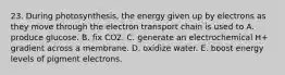 23. During photosynthesis, the energy given up by electrons as they move through the electron transport chain is used to A. produce glucose. B. fix CO2. C. generate an electrochemical H+ gradient across a membrane. D. oxidize water. E. boost energy levels of pigment electrons.