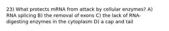 23) What protects mRNA from attack by cellular enzymes? A) RNA splicing B) the removal of exons C) the lack of RNA-digesting enzymes in the cytoplasm D) a cap and tail