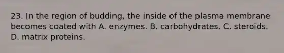 23. In the region of budding, the inside of the plasma membrane becomes coated with A. enzymes. B. carbohydrates. C. steroids. D. matrix proteins.