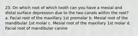 23. On which root of which tooth can you have a mesial and distal surface depression due to the two canals within the root? a. Facial root of the maxillary 1st premolar b. Mesial root of the mandibular 1st molar c. Mesial root of the maxillary 1st molar d. Facial root of mandibular canine