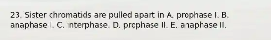 23. Sister chromatids are pulled apart in A. prophase I. B. anaphase I. C. interphase. D. prophase II. E. anaphase II.