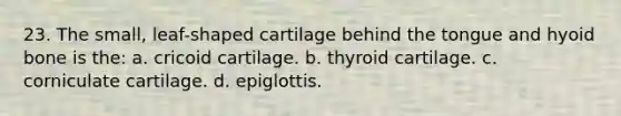 23. The small, leaf-shaped cartilage behind the tongue and hyoid bone is the: a. cricoid cartilage. b. thyroid cartilage. c. corniculate cartilage. d. epiglottis.