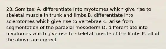 23. Somites: A. differentiate into myotomes which give rise to skeletal muscle in trunk and limbs B. differentiate into sclerotomes which give rise to vertebrae C. arise from segmentation of the paraxial mesoderm D. differentiate into myotomes which give rise to skeletal muscle of the limbs E. all of the above are correct