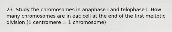 23. Study the chromosomes in anaphase I and telophase I. How many chromosomes are in eac cell at the end of the first meitotic division (1 centromere = 1 chromosome)