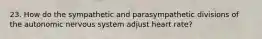 23. How do the sympathetic and parasympathetic divisions of the autonomic nervous system adjust heart rate?