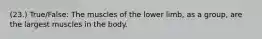 (23.) True/False: The muscles of the lower limb, as a group, are the largest muscles in the body.