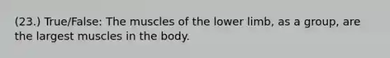 (23.) True/False: The muscles of the lower limb, as a group, are the largest muscles in the body.