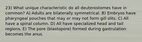 23) What unique characteristic do all deuterostomes have in common? A) Adults are bilaterally symmetrical. B) Embryos have pharyngeal pouches that may or may not form gill slits. C) All have a spinal column. D) All have specialized head and tail regions. E) The pore (blastopore) formed during gastrulation becomes the anus.