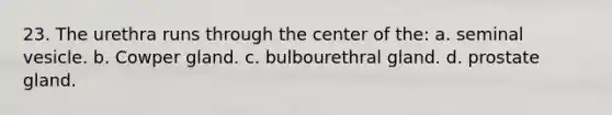 23. The urethra runs through the center of the: a. seminal vesicle. b. Cowper gland. c. bulbourethral gland. d. prostate gland.