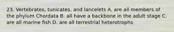 23. Vertebrates, tunicates, and lancelets A. are all members of the phylum Chordata B. all have a backbone in the adult stage C. are all marine fish D. are all terrestrial heterotrophs