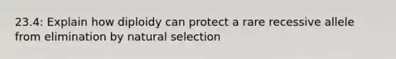 23.4: Explain how diploidy can protect a rare recessive allele from elimination by natural selection