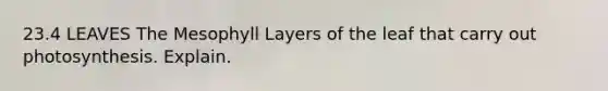 23.4 LEAVES The Mesophyll Layers of the leaf that carry out photosynthesis. Explain.