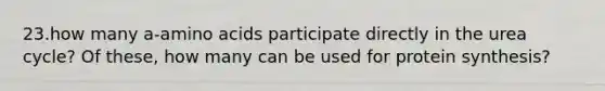 23.how many a-amino acids participate directly in the urea cycle? Of these, how many can be used for protein synthesis?