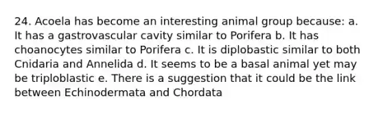 24. Acoela has become an interesting animal group because: a. It has a gastrovascular cavity similar to Porifera b. It has choanocytes similar to Porifera c. It is diplobastic similar to both Cnidaria and Annelida d. It seems to be a basal animal yet may be triploblastic e. There is a suggestion that it could be the link between Echinodermata and Chordata