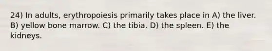 24) In adults, erythropoiesis primarily takes place in A) the liver. B) yellow bone marrow. C) the tibia. D) the spleen. E) the kidneys.