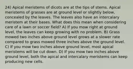 24) Apical meristems of dicots are at the tips of stems. Apical meristems of grasses are at ground level or slightly below, concealed by the leaves. The leaves also have an intercalary meristem at their bases. What does this mean when considering care of a lawn or soccer field? A) If you mow right at ground level, the leaves can keep growing with no problem. B) Grass mowed two inches above ground level grows at a slower rate compared to grass mowed three inches above the ground level. C) If you mow two inches above ground level, most apical meristems will be cut down. D) If you mow two inches above ground level, both the apical and intercalary meristems can keep producing new cells.