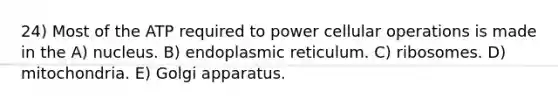 24) Most of the ATP required to power cellular operations is made in the A) nucleus. B) endoplasmic reticulum. C) ribosomes. D) mitochondria. E) Golgi apparatus.