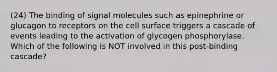 (24) The binding of signal molecules such as epinephrine or glucagon to receptors on the cell surface triggers a cascade of events leading to the activation of glycogen phosphorylase. Which of the following is NOT involved in this post-binding cascade?