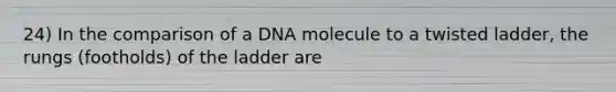 24) In the comparison of a DNA molecule to a twisted ladder, the rungs (footholds) of the ladder are