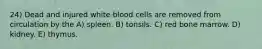 24) Dead and injured white blood cells are removed from circulation by the A) spleen. B) tonsils. C) red bone marrow. D) kidney. E) thymus.