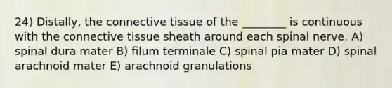 24) Distally, the connective tissue of the ________ is continuous with the connective tissue sheath around each spinal nerve. A) spinal dura mater B) filum terminale C) spinal pia mater D) spinal arachnoid mater E) arachnoid granulations