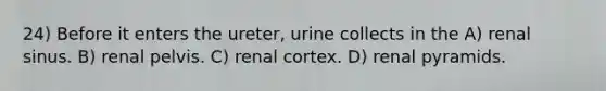 24) Before it enters the ureter, urine collects in the A) renal sinus. B) renal pelvis. C) renal cortex. D) renal pyramids.