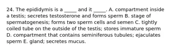 24. The epididymis is a _____ and it _____. A. compartment inside a testis; secretes testosterone and forms sperm B. stage of spermatogenesis; forms two sperm cells and semen C. tightly coiled tube on the outside of the testis; stores immature sperm D. compartment that contains seminiferous tubules; ejaculates sperm E. gland; secretes mucus.