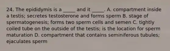 24. The epididymis is a _____ and it _____. A. compartment inside a testis; secretes testosterone and forms sperm B. stage of spermatogenesis; forms two sperm cells and semen C. tightly coiled tube on the outside of the testis; is the location for sperm maturation D. compartment that contains seminiferous tubules; ejaculates sperm