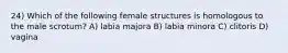 24) Which of the following female structures is homologous to the male scrotum? A) labia majora B) labia minora C) clitoris D) vagina