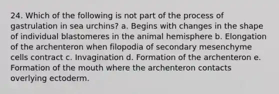 24. Which of the following is not part of the process of gastrulation in sea urchins? a. Begins with changes in the shape of individual blastomeres in the animal hemisphere b. Elongation of the archenteron when filopodia of secondary mesenchyme cells contract c. Invagination d. Formation of the archenteron e. Formation of the mouth where the archenteron contacts overlying ectoderm.