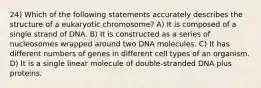 24) Which of the following statements accurately describes the structure of a eukaryotic chromosome? A) It is composed of a single strand of DNA. B) It is constructed as a series of nucleosomes wrapped around two DNA molecules. C) It has different numbers of genes in different cell types of an organism. D) It is a single linear molecule of double-stranded DNA plus proteins.