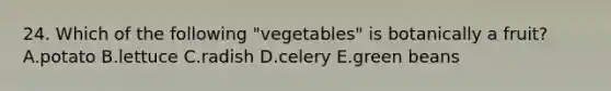 24. Which of the following "vegetables" is botanically a fruit? A.potato B.lettuce C.radish D.celery E.green beans