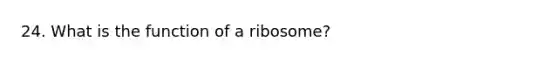 24. What is the function of a ribosome?