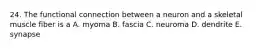 24. The functional connection between a neuron and a skeletal muscle fiber is a A. myoma B. fascia C. neuroma D. dendrite E. synapse