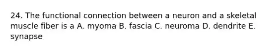 24. The functional connection between a neuron and a skeletal muscle fiber is a A. myoma B. fascia C. neuroma D. dendrite E. synapse