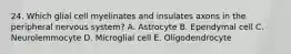 24. Which glial cell myelinates and insulates axons in the peripheral nervous system? A. Astrocyte B. Ependymal cell C. Neurolemmocyte D. Microglial cell E. Oligodendrocyte