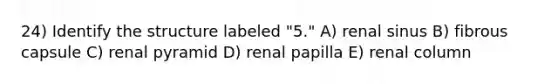 24) Identify the structure labeled "5." A) renal sinus B) fibrous capsule C) renal pyramid D) renal papilla E) renal column